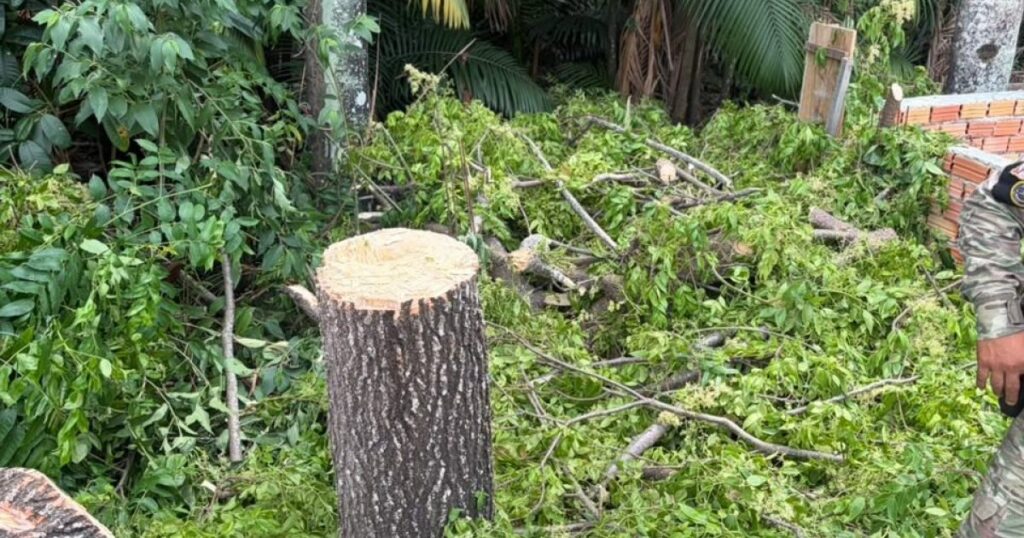 Ação após denúncia termina com dois levados à delegacia por desmatamento em APP na zona Norte de Manaus