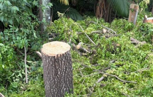 Ação após denúncia termina com dois levados à delegacia por desmatamento em APP na zona Norte de Manaus